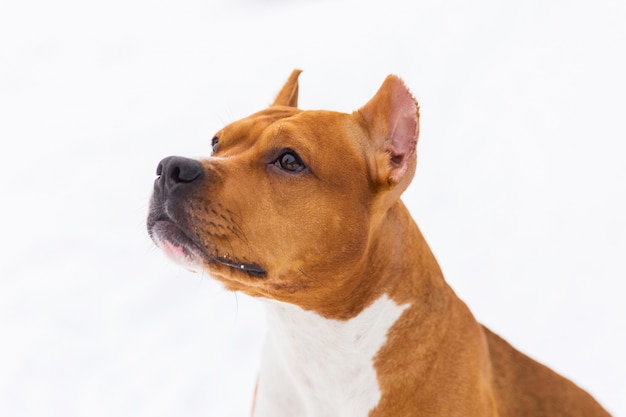 Retrato do cão marrom da pedigree na neve. Staffordshire terrier