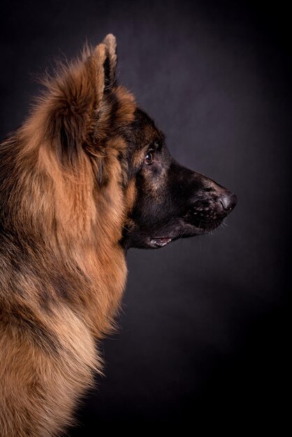 retrato do cão pastor alemão de cabelo comprido