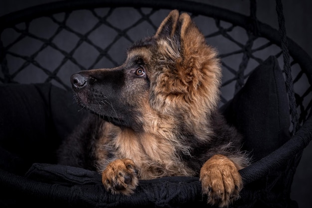 retrato do cão pastor alemão de cabelo comprido
