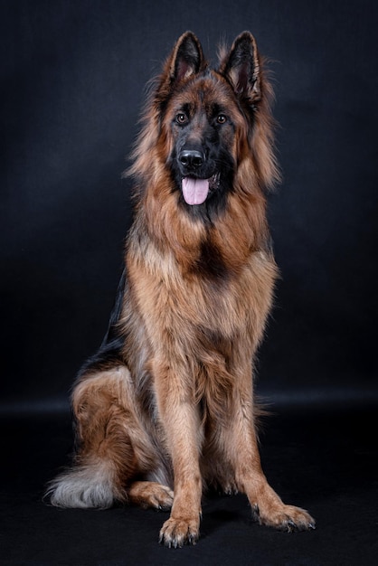 retrato do cão pastor alemão de cabelo comprido