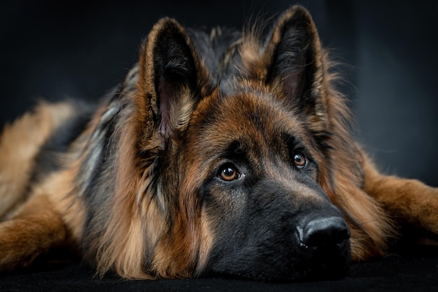 retrato do cão pastor alemão de cabelo comprido