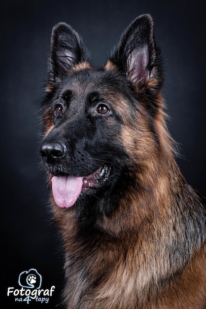 Foto retrato do cão pastor alemão de cabelo comprido