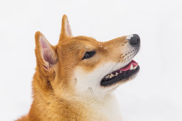 Retrato do cão pedigreed bonito do borwn. shiba inu andando no campo nevado