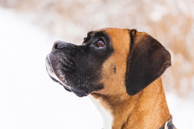 Retrato do cão pedigreed marrom na neve. Boxer.