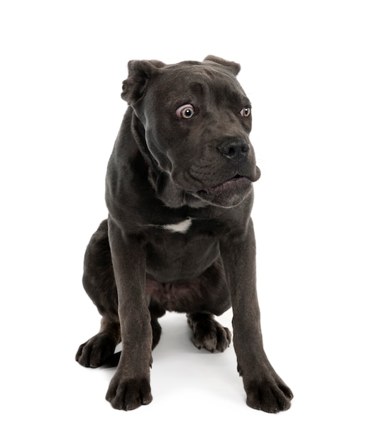 Foto retrato do cão preto do híbrido ou da raça misturada com cara assustado. retrato de cachorro isolado