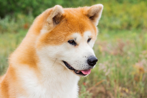 Retrato do cão puro-sangue japonês Akita inu