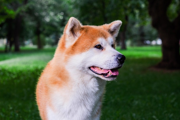 Retrato do cão puro-sangue japonês Akita inu