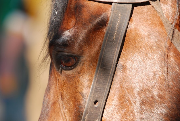 Retrato do cavalo