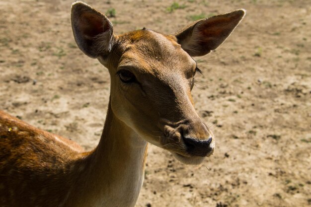 Retrato do cervo de cauda branca Odocoileus virginianus