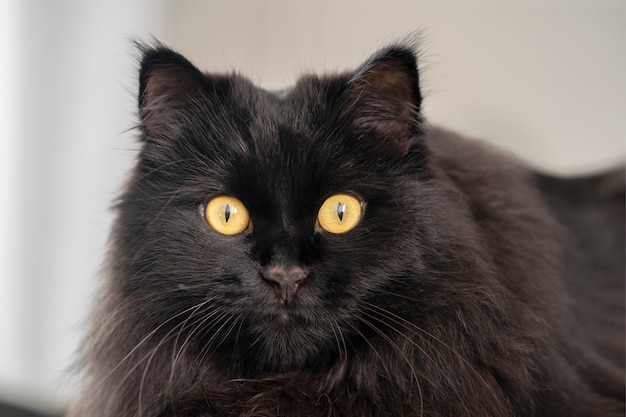 Retrato do close-up de um gato preto com olhos amarelos, descansando em casa.