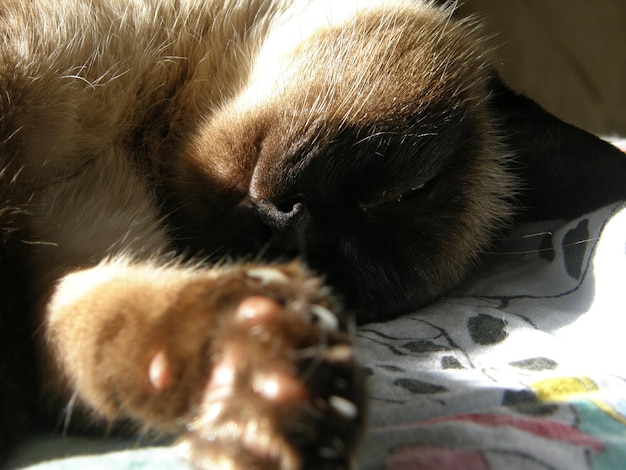 Retrato do close-up de um gato siamês dormindo ao sol. Região de Leningrado, Rússia.