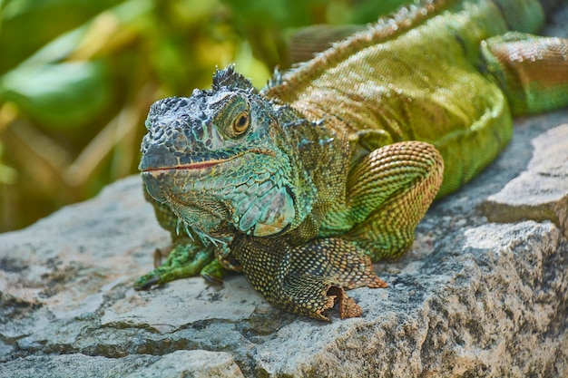 Retrato do close-up de uma iguana-do-pacífico verde em pé imóvel descansando.
