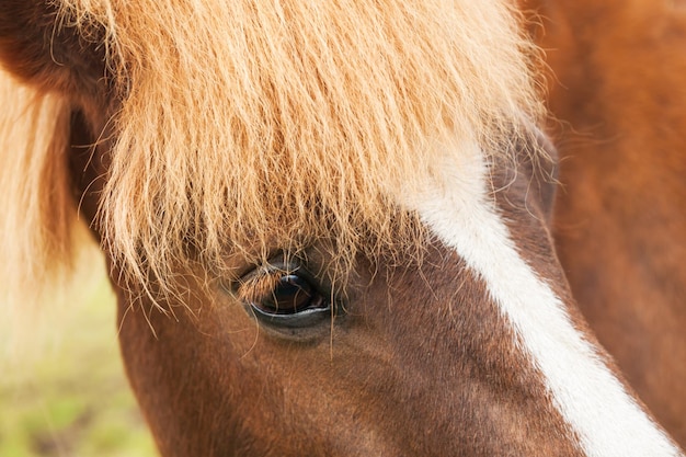 Retrato do close-up do cavalo islandês marrom.