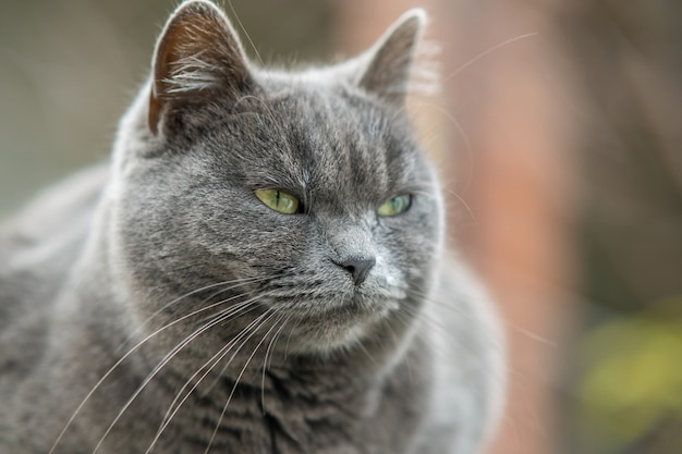 Retrato do close up do gato peludo cinzento sério.