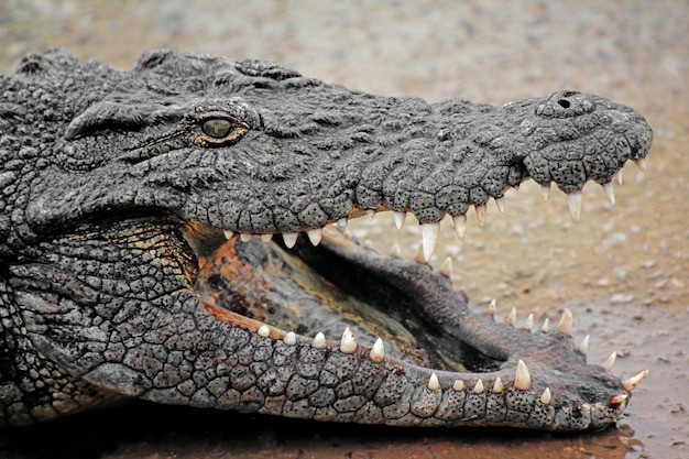 Foto retrato do crocodilo do nilo com mandíbulas abertas