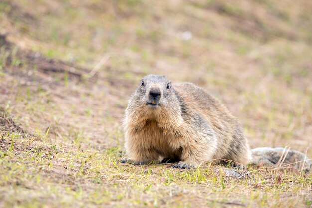 retrato do dia da marmota do porco moído