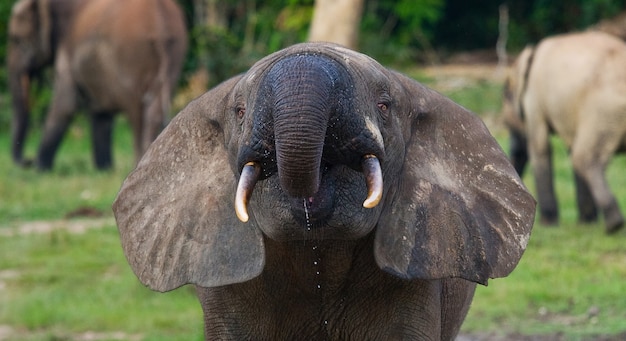 Retrato do elefante da floresta