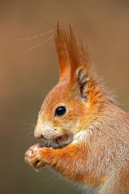 Retrato do esquilo-vermelho eurasiático sciurus vulgaris na floresta de outono