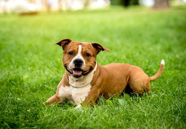 Foto retrato do fofo american staffordshire terrier no parque