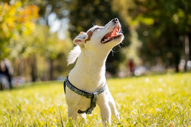 Retrato do fofo cachorro jack russell terrier no parque