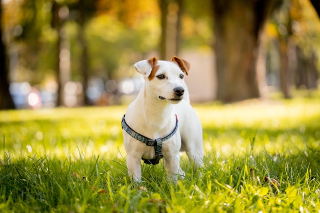 Retrato do fofo cachorro jack russell terrier no parque