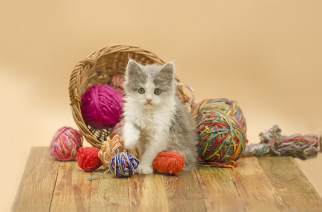 Retrato do gatinho bonito cinzento bonito. Gatinho com bolas de lã