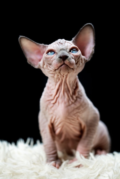 Retrato do gatinho sphynx cat canadense sentado no tapete branco com uma pilha longa e fundo preto