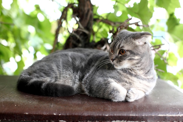 Retrato do gato British Shorthair deitado sobre um fundo de folhas verdes