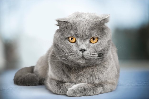 Retrato do gato British Shorthair em um fundo branco