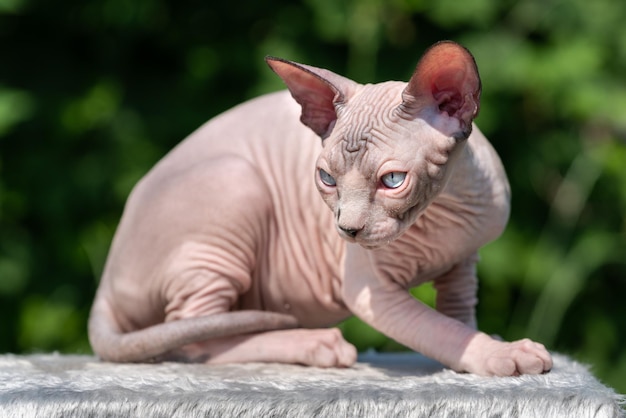 Retrato do gato canadense sphynx de cor chocolate vison e branco com olhos azuis deitado no tapete o