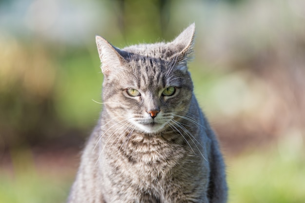 Foto retrato do gato de cabelo cinzento com olhos verdes.