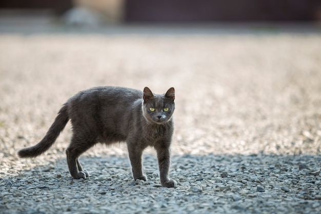 Retrato do gato de cabelos curtos adulto grande cinzento crescido com os olhos verdes que estão fora nos seixos pequenos que olham diretamente para a câmera no espaço ensolarado claro borrado da cópia.