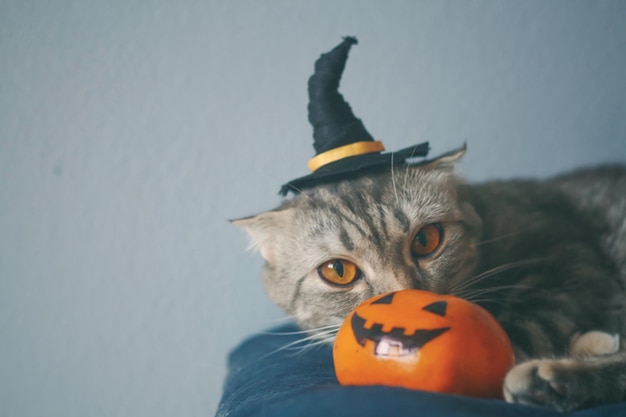 Retrato do gato Jack o Lantern