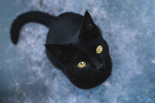 Retrato do gato preto brincalhão e curioso com olhos amarelos na obscuridade isolada. dia das bruxas . vista do topo.