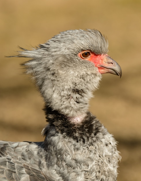 Foto retrato do gritador do sul (chauna torquata), também conhecido como gritador de crista