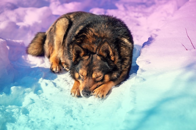 Retrato do híbrido cão lobo dormindo na neve no inverno