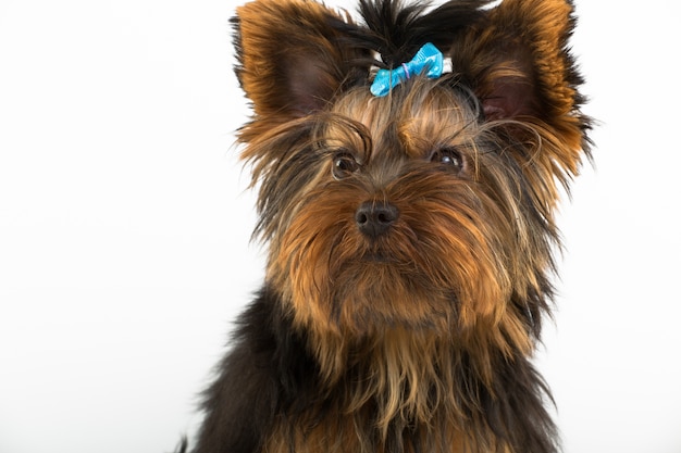 Retrato do jovem Yorkshire Terrier