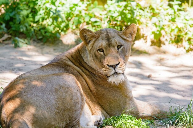 Retrato do leão de Barbary, rei do leão, também conhecido como o leão do Atlas Animal selvagem