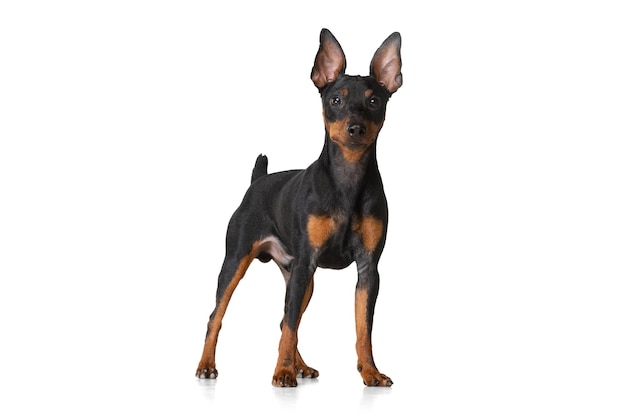 Foto retrato do lindo cachorro fofo zwergpinscher posando isolado no fundo branco conceito de vida animal