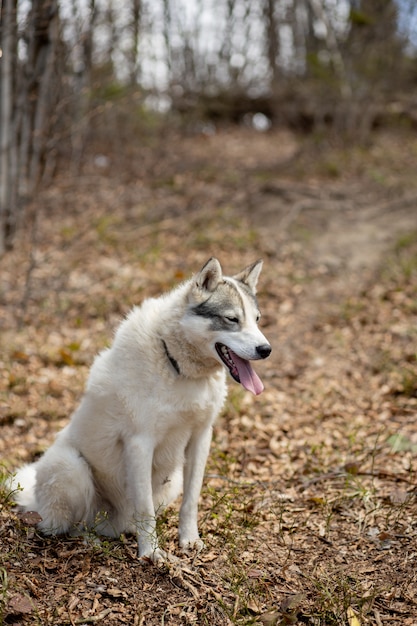 Retrato do lindo cão husky siberiano em pé na floresta de outono encantadora brilhante