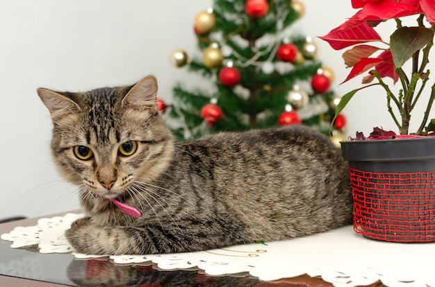Retrato do lindo gatinho Kitten em clima de Natal