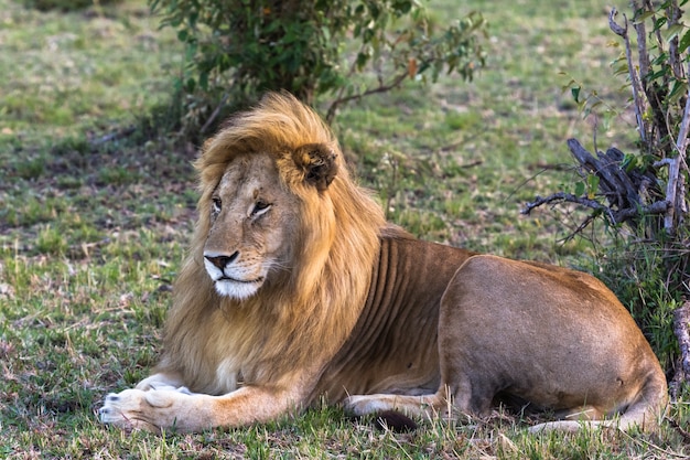 Retrato do lindo leão Savanna of Africa