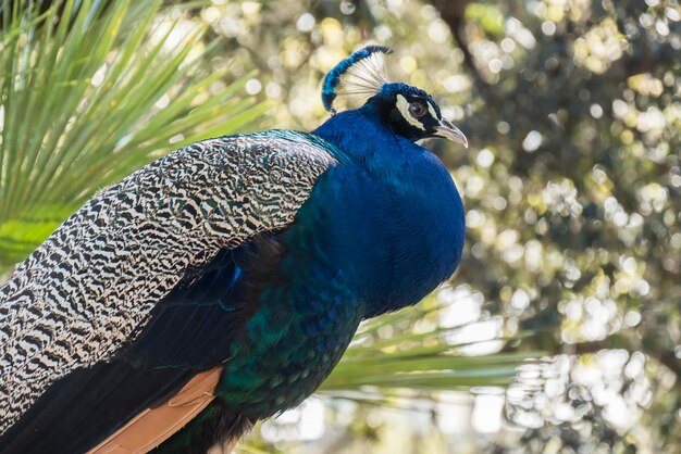 Retrato do lindo pavão Pavo cristatus