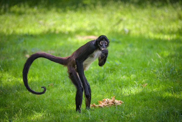 Macaco-aranha-de-geoffroy Fotografia, Fotos