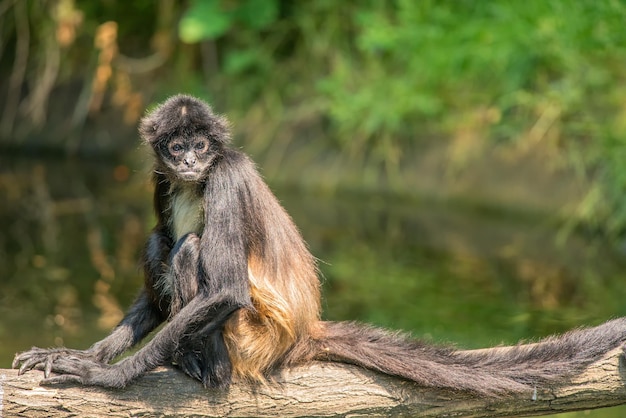 Macaco-aranha-de-geoffroy Fotografia, Fotos