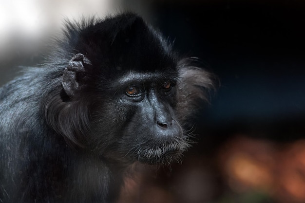 Foto retrato do macaco de l'hoest em close-up