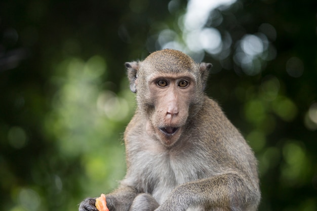 Retrato do macaco que senta e que mastiga o alimento no fundo verde do bokeh da floresta. Macaco-macaco com pêlo marrom.