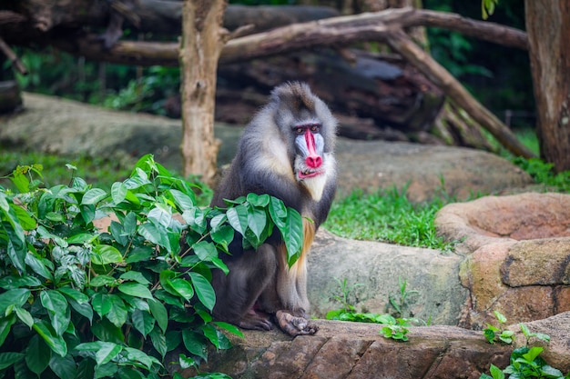 Retrato do mandril macho adulto