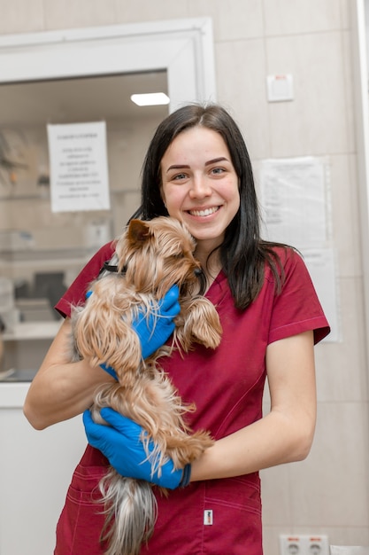 Retrato do médico veterinário jovem mulher caucasiana segurar yorkshire terrier.