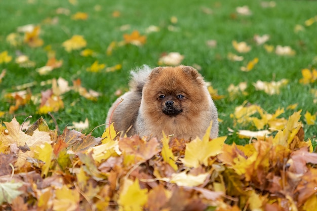 Retrato do outono de um cão novo do Spitz de Pomeranian na grama nas folhas caídas amarelas.